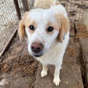 FREDDIE - vermittelt Manuela