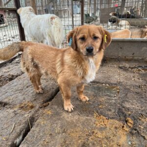 PIETJA - vermisst 11/24