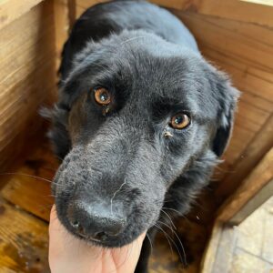 ELLIS - reserviert TST Rösrath - vermittelt