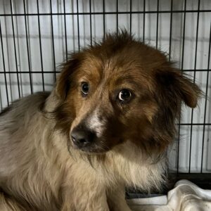 SKIPPO - sehr nett, dringend Platz gesucht - reserviert LS - vermittelt