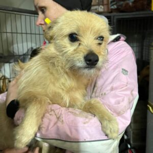 CIUR - reserviert TH Lingen - vermittelt