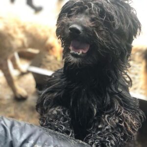 TAYA - reserviert MD - vermittelt