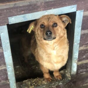 CARI - ausgereist zum TST Rösrath