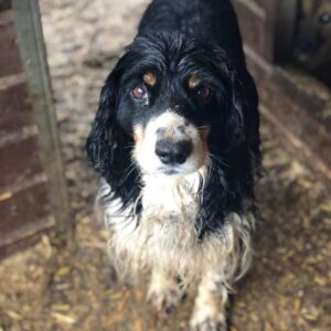 LORAN - ausgereist zum TST Rösrath