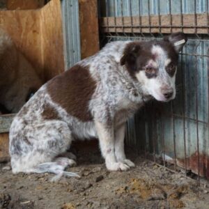 MARITA (♀) - vermisst 11/24