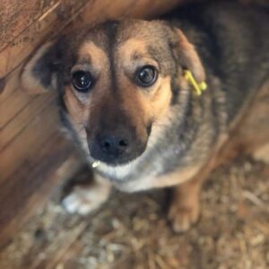 KESSY - ausgereist zum TST Rösrath