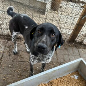 LUNAS (♂) – vermisst 11/24