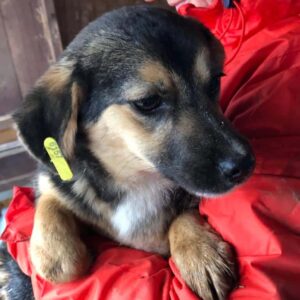 ALPHA - reserviert MD - vermittelt