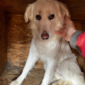 SUNSHINE - reserviert Betty - vermittelt