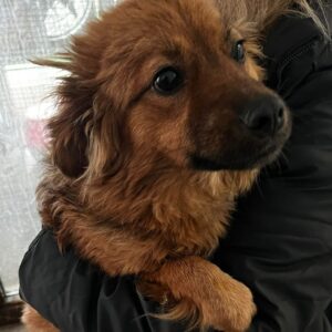 MAMA MALINA - med. Notfall sollte zeitnah ausreisen - reserviert IH DR - vermittelt