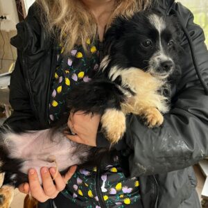 KIAN - reserviert MD - vermittelt