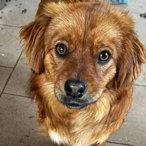 VEDAT - reserviert Betty - vermittelt