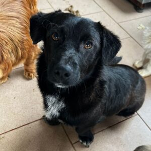 DAVY - reserviert MD - vermittelt