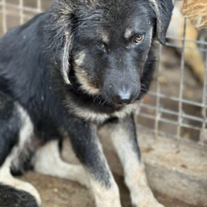 MILOS - Notfall - reserviert Kinder- und Tierschutzhof Hahnenberg e.V. - vermittelt