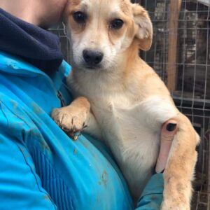 PHILOMENA - total überfordert - ausgereist zum TST Rösrath