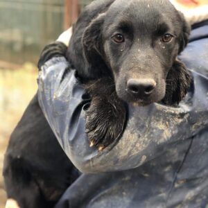 PITOU (♂) - vermisst 11/24