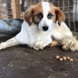 JASSI - reserviert TST Rösrath - vermittelt