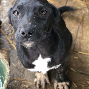 CORDIS - sollte dringend ausreisen - auf PDR PS im PLZ Bezirk 54 - vermittelt