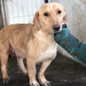 KAYSIE - reserviert SK - vermittelt