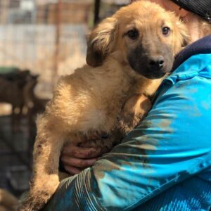 MOOGLI - reserviert SK - vermittelt