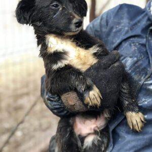 SMOKEY – RBB 04/23