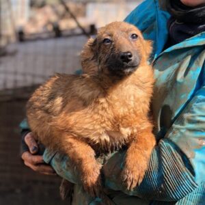 RANA - reserviert TH Lingen - vermittelt