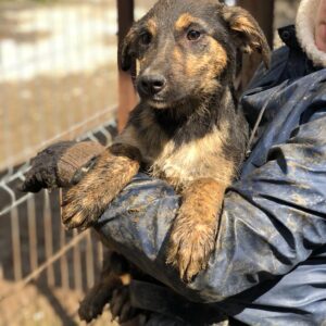 LIOBA - reserviert Vergessene Pfoten Stuttgart - vermittelt