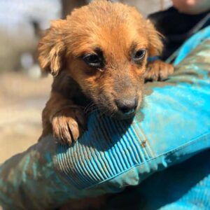 LOUIS (LOTTIE) - reserviert PVA - nach Beißerei in Klinik - vermittelt