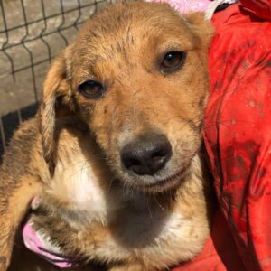 LIVIE (♀) - vermisst 11/24