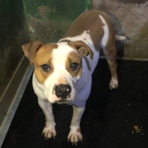 JOHN - Vermittlung nur nach Österreich möglich (DNA Test erfolgt) - vermisst 11/24