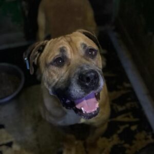 THOR (♂) - vermisst 11/24