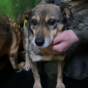 ANEZKA - med. Notfall-Omi - auf PDR PS im PLZ Bezirk 63 - vermittelt