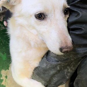 NEVA - auf PDR PS im PLZ Bezirk 27 *ausgereist*