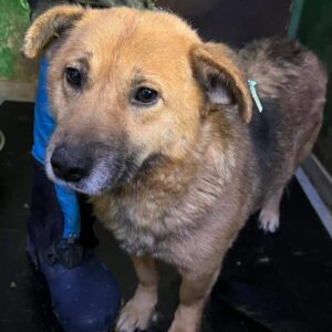 VARUN - Staupetick - vermittelt Manuela