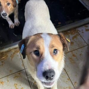 DANDOLO - seit mind. 04/2023 im Vetkennel - Staupetick im Hinterbein - vermittelt Manuela