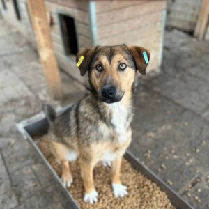 GUNDA - ausgereist zum TH Limburg