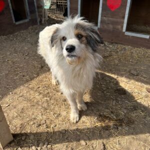 ANTONIO - reserviert für Tierhilfe Lebenswert - vermittelt