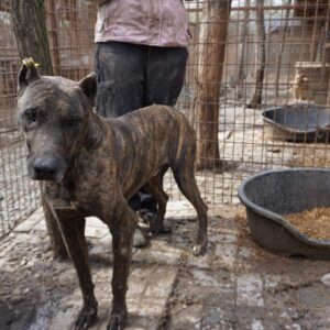 BLIZZARD (DNA Test erfolgt) - ausgereist zur Tierhilfe Lebenswert