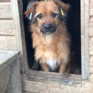 FERDINAND (♂) - RBB 07/23