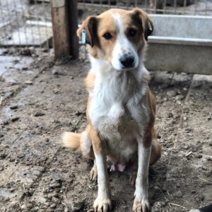 CLAIRCHEN - vermisst 11/24