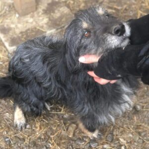 TRÜFFEL - ausgereist zur THL