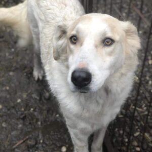 EVITA - reserviert Tierhilfe Lebenswert - vermittelt