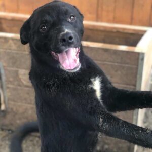 PICARD (♂) - seit mind. 2022 im Shelter