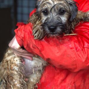 OPALA – reserviert Hundescheune Fläming - vermittelt