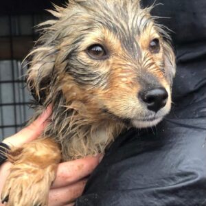 YOLANDA - reserviert Hundescheune Fläming - vermittelt