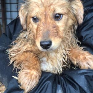 SOLAYA - reserviert SK - vermittelt