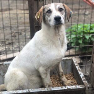 DÖRTHE (♀) - ausgereist zum TST Rösrath (AL)