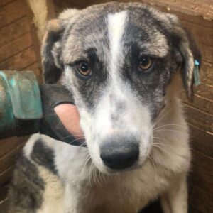 PALINA (♀) - seit mind. 2022 im Shelter - sollte zeitnah ausreisen!