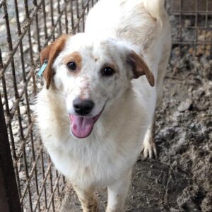 TAYLANA (♀) - vermisst 11/24