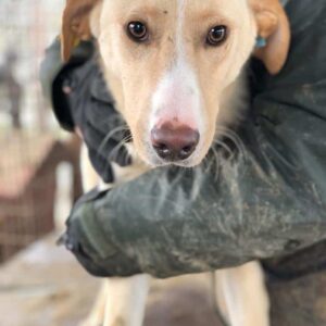 LEANDRO (♂) - vermisst 11/24